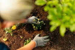 Rolawn Beds & Borders Topsoil 500 Litres Bulk Bag -Secret Happy Shop t.tlx vovXVqp.6vXTxKbbLv.v Ngvt. 03064.1700532161